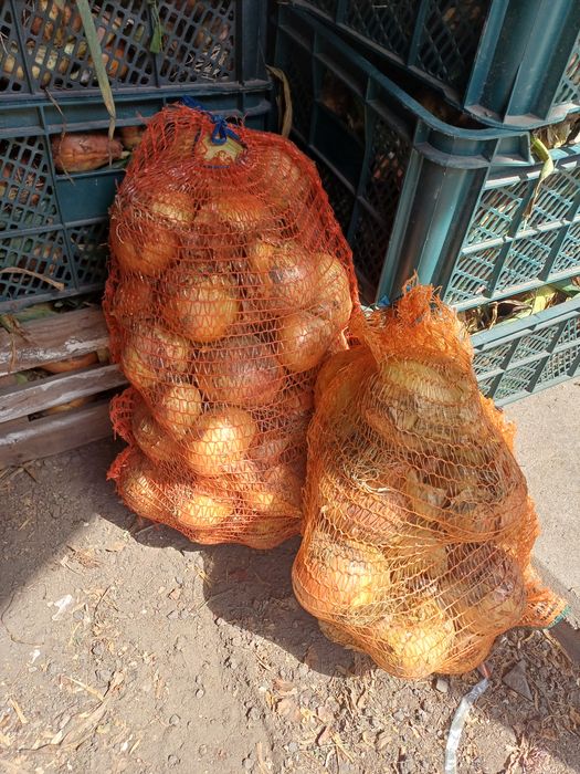 Warzywa-buraki,czosnek,pomidory,cebula,marchew