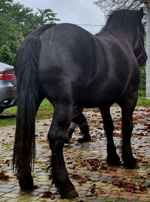 Sprzedam klacz zimnokrwista Źrebna