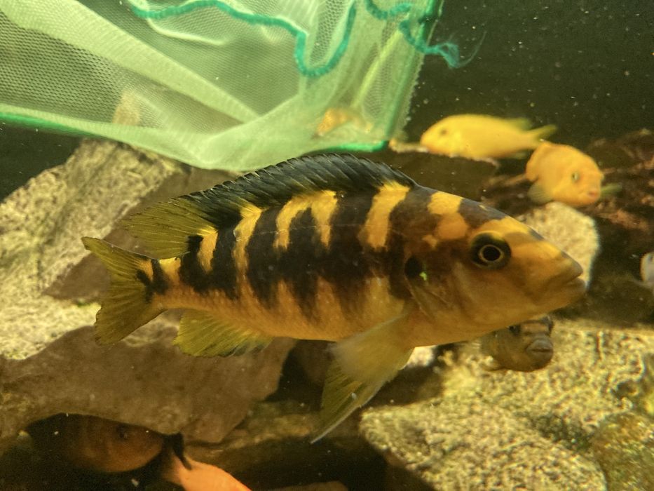 Pyszczaki Mix Pseudotropheus Saulosi