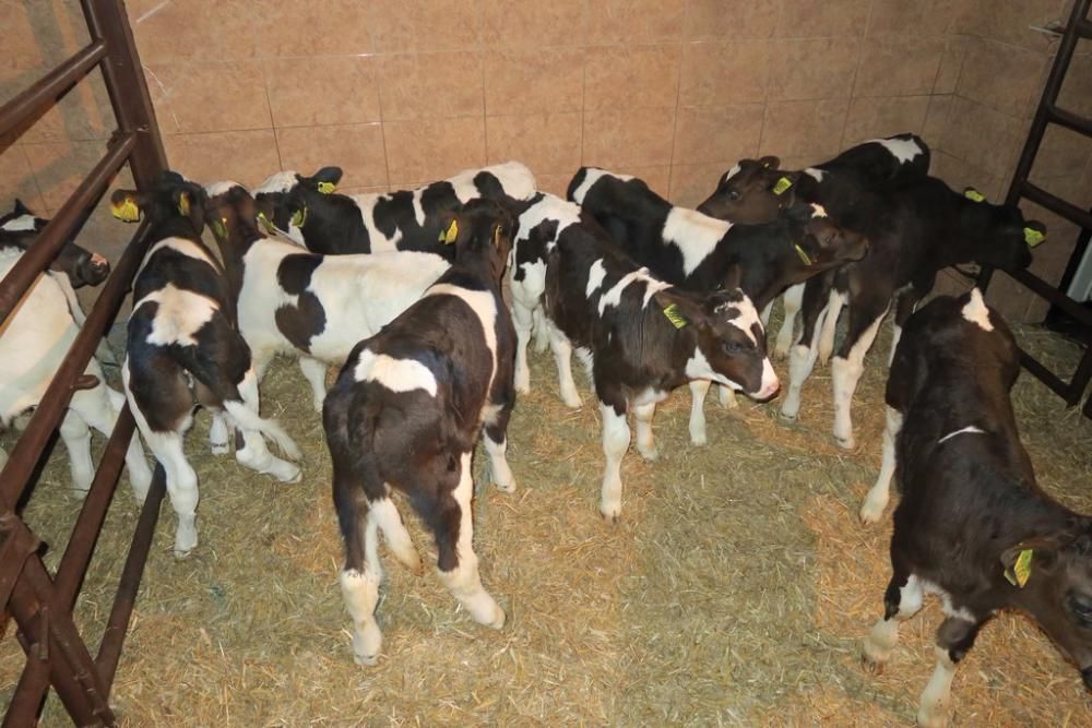 Byczki i jałówki mięsne NCB cielaki cielęta byki sprzedaż cieląt