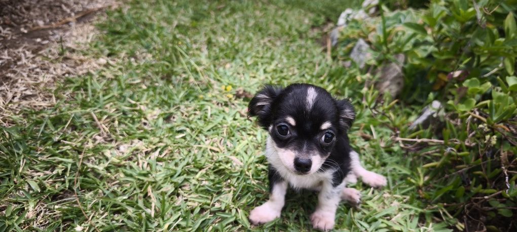 Chihuahua disponível para entrega imediata