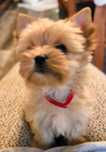 Golddust Yorkshire Terrier - złota dziewczynka
