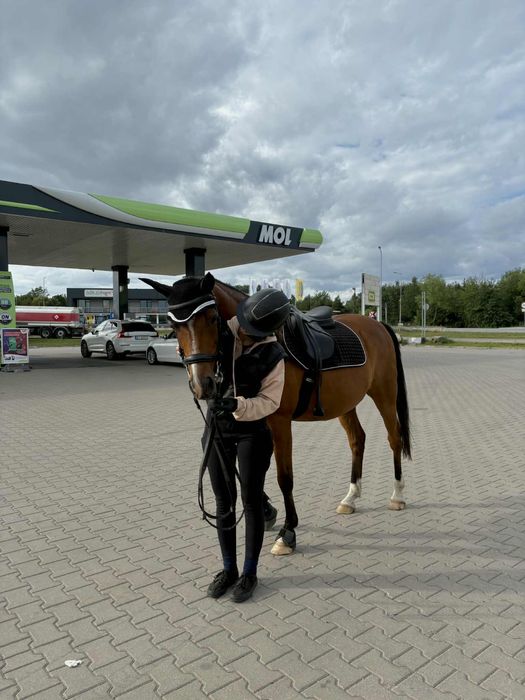 Współdzierżawa konia – wałach arabski