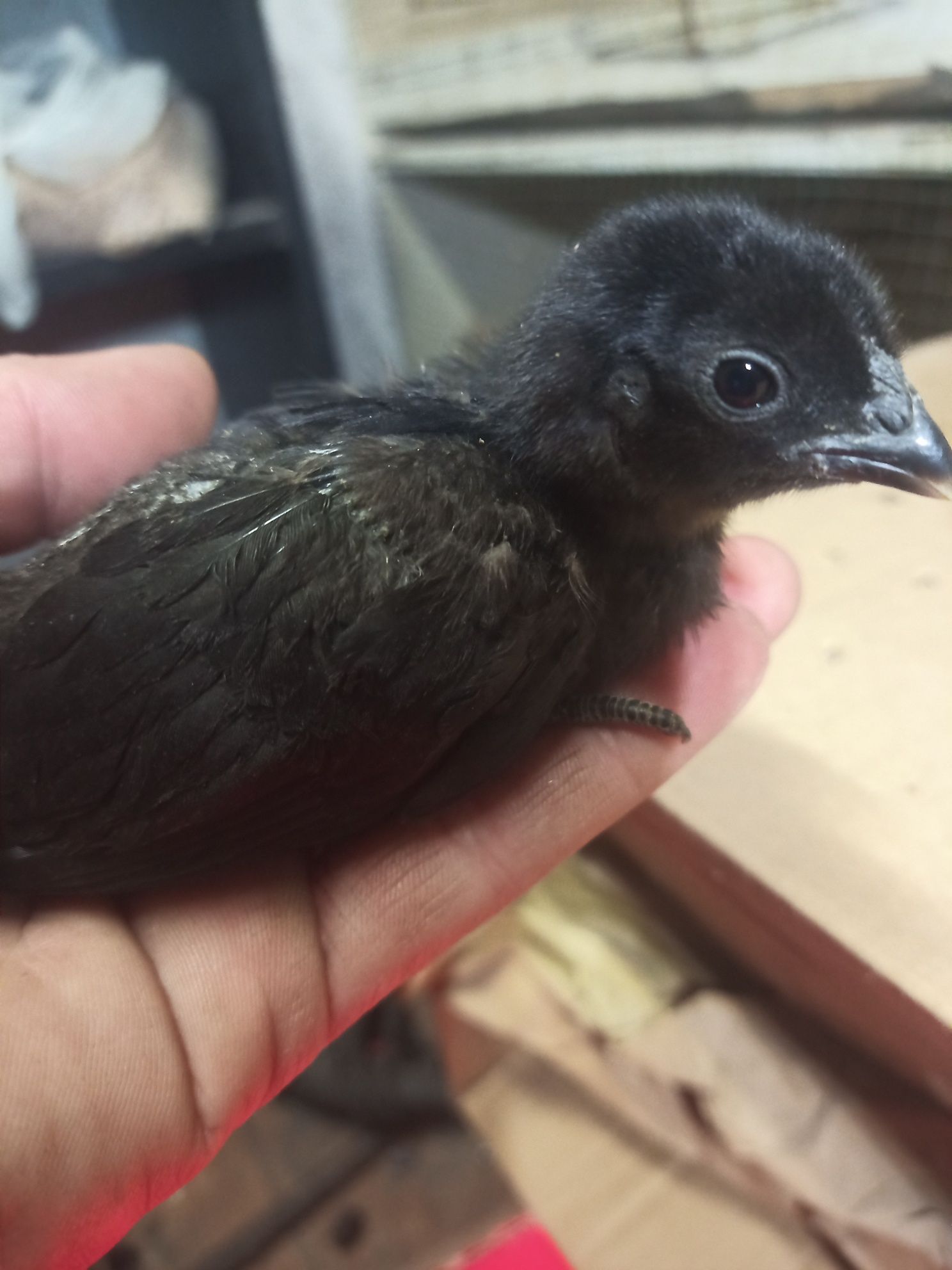 Sprzedam jajka lęgowe -Ayam Cemani - Czarna kura, czarne kości i mięso