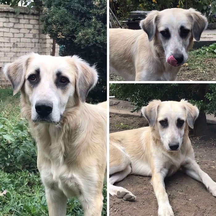 Отдам даром в добрые руки собаку метис лабрадора