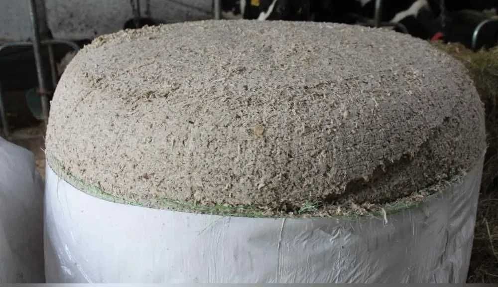 wysłodki buraczane w belach