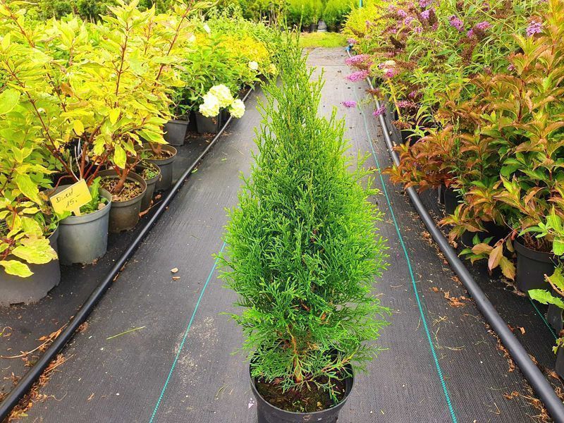 Piękna Tuja Thuja Szmaragd 50cm duża donica 2L Usługa sadzenia