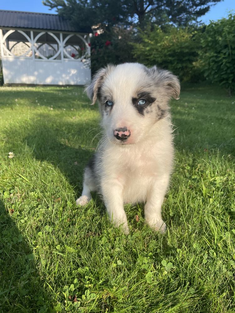 Border Collie - szczeniak
