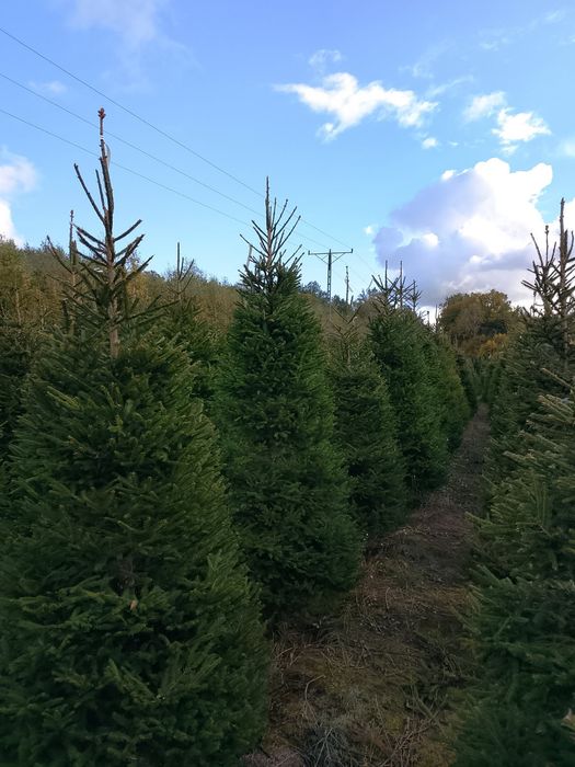 Choinki, Jodła Kaukaska, Świerk Pospolity, cięte i z korzeniem