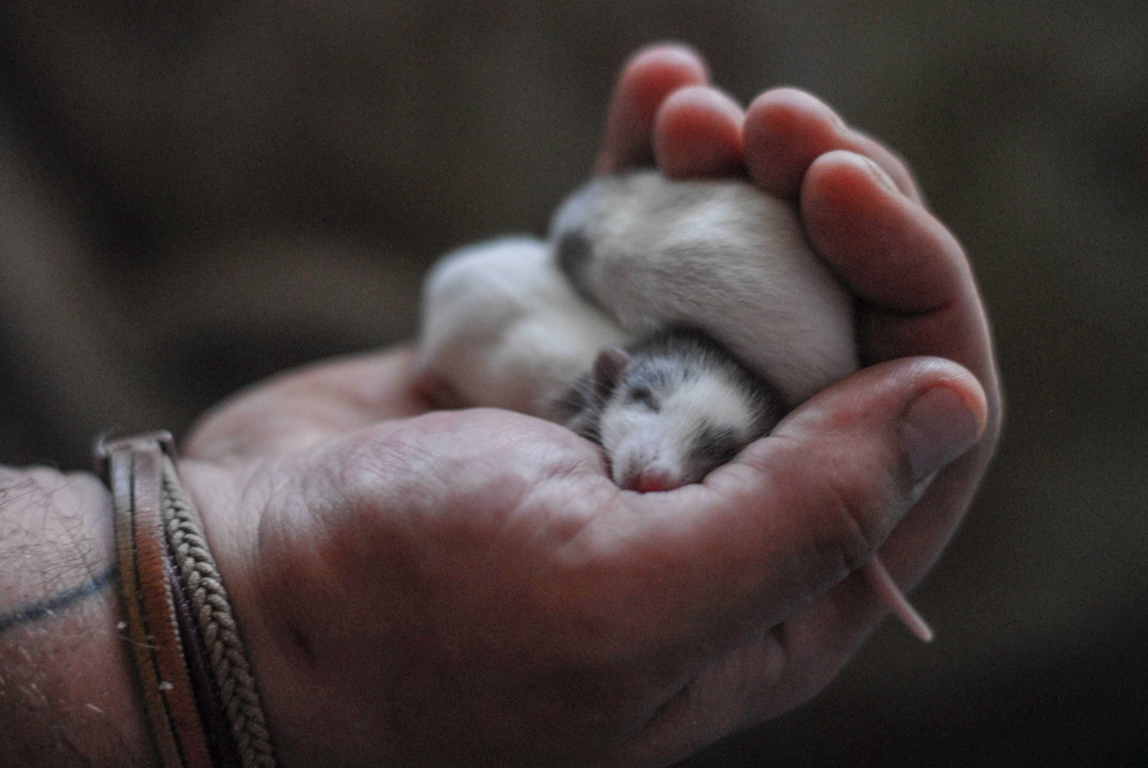 невероятные малыши крысята