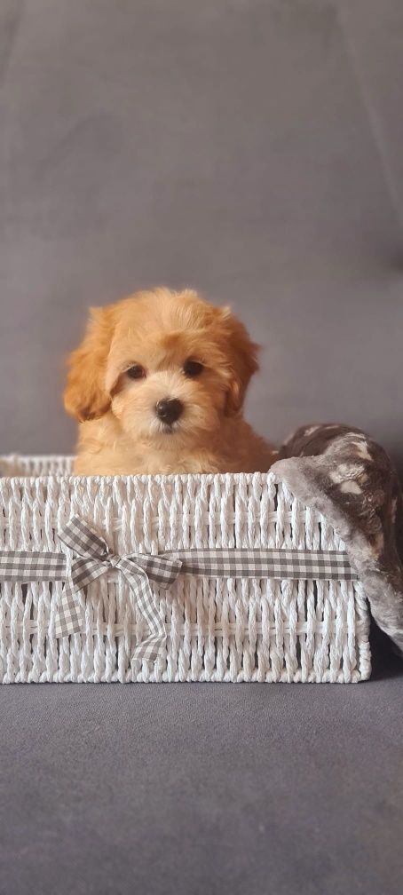 Śliczny piesek Maltipoo