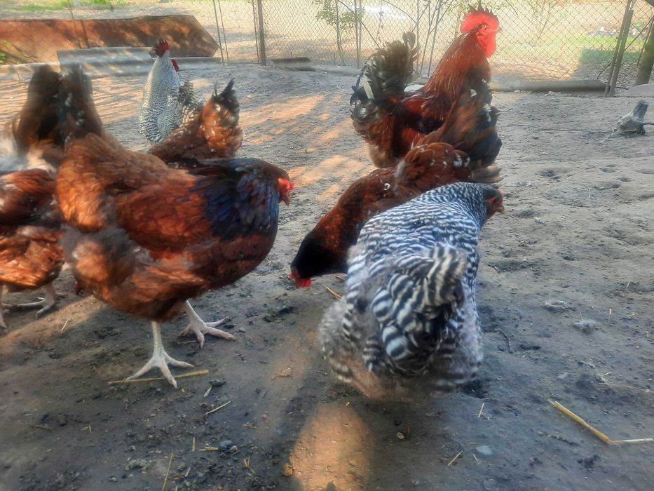 Інкубаційні  яйця