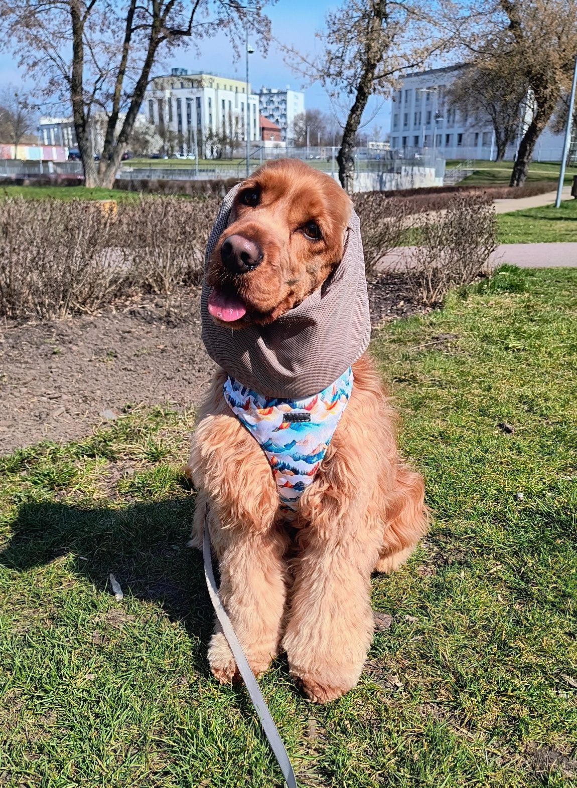 Nowy siateczkowy snood dla psa Cocker spaniel cavalier