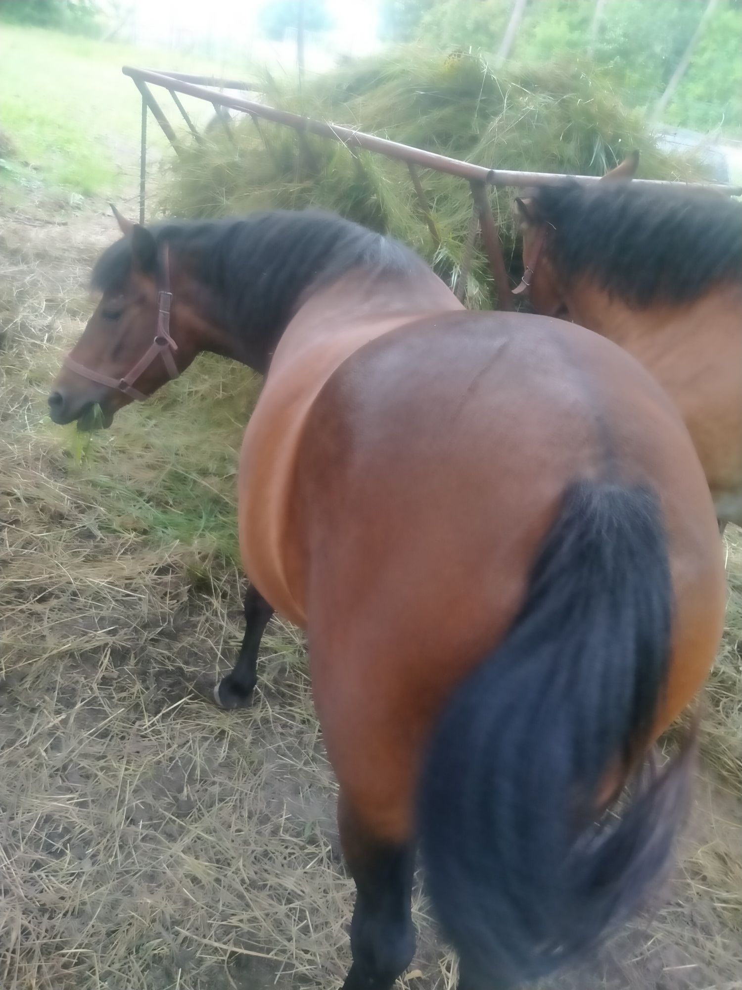 Sprzedam klacz huculska 3 lata