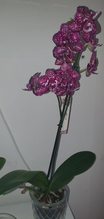 Продам красивую орхидею Дикий Кот Wild Cat