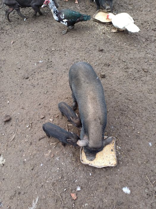 Porquinhos vietnamitas