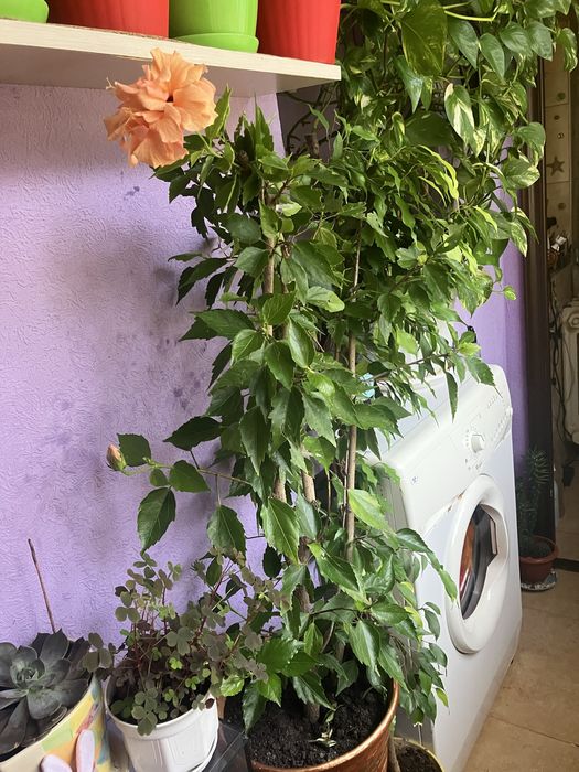 Кімнатний гібіскуус