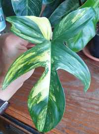 Philodendron Florida Beauty pędówka