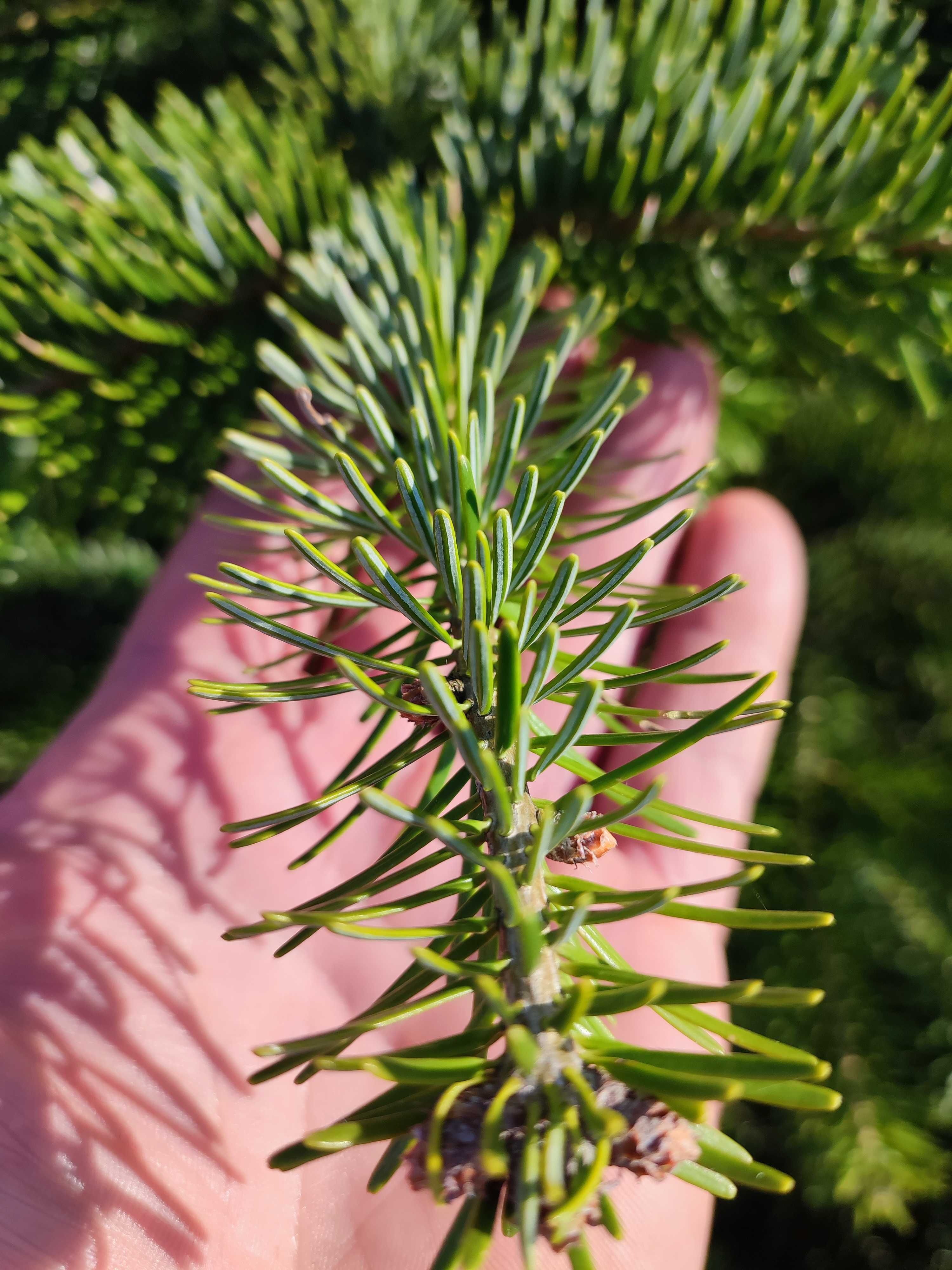 Jodła turecka - Abies bornmuelleriana Turkish fir / szkółkowana