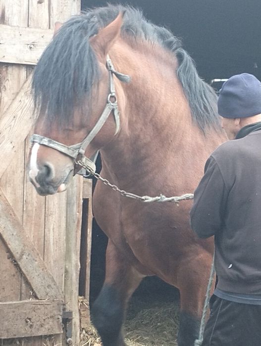 Sprzedam krowy cielne