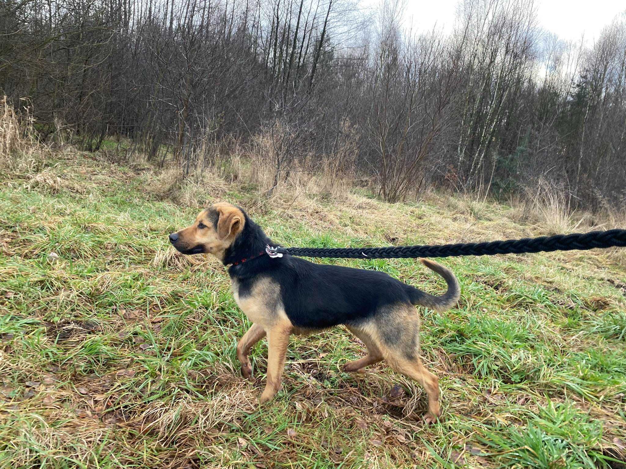 Oszukany przez człowieka! Rupert czeka na dom adopcja/tymczas