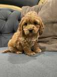 Juz do odbioru Cockapoo Samiec