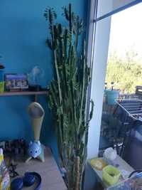 Wilczomlecz (Euphorbia lactea) 2m