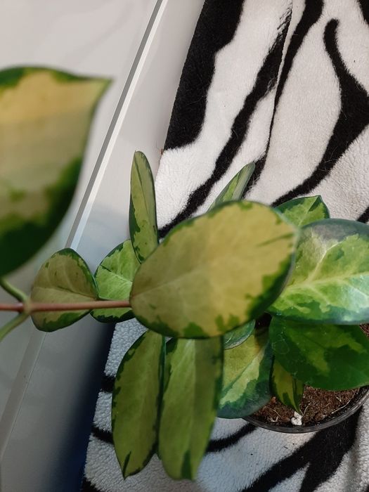 Hoya Australis Lisa.