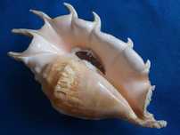 Muszle morskie- Lambis arachnoides