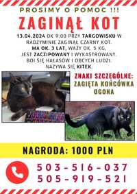 13.04. w Radzyminie zaginął kot - NAGRODA 1000 ZŁ