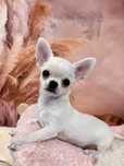 Śliczny chłopczyk chihuahua