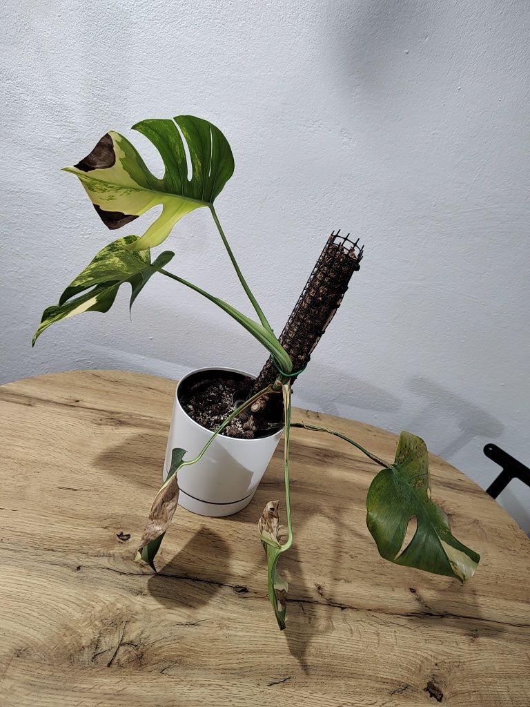 Monstera marmorata