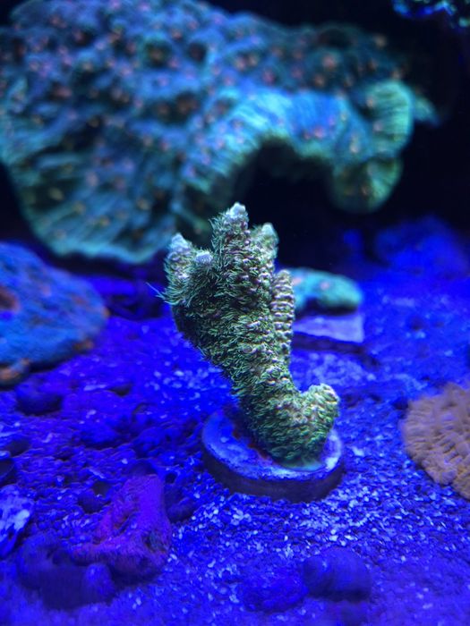 Acropora millepora koralowiec sps