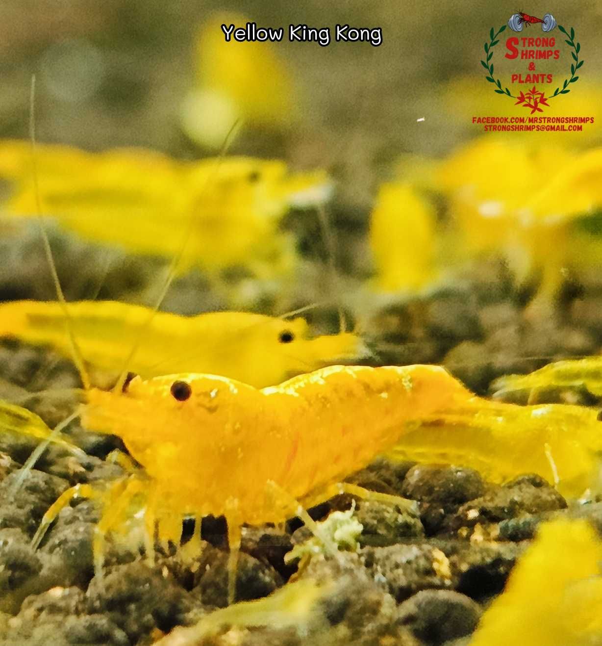 Krewetki Caridina Yellow King Kong gen Galaxy ZAMIANA GRATIS PROMOCJA