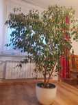 Fikus Benjamina duży