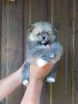 Szpic miniaturowy pomeranian (piesek)