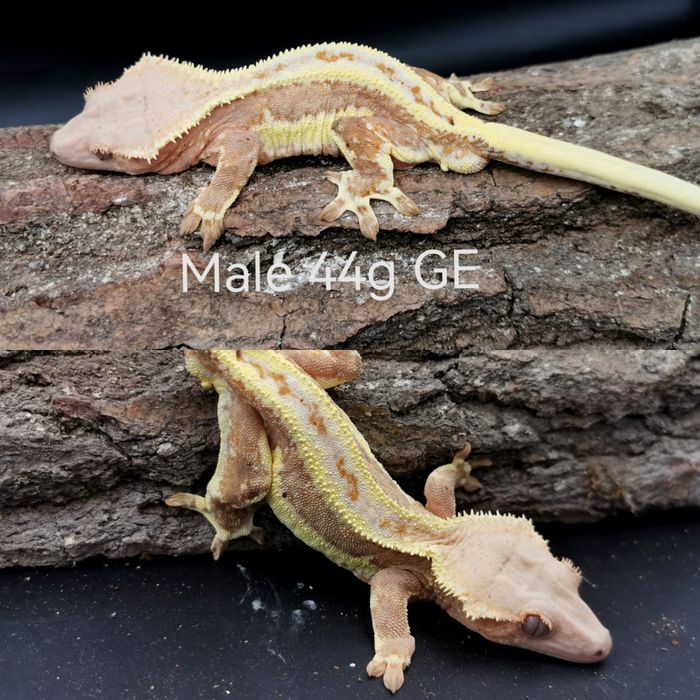 Gekon orzęsiony samce Lw