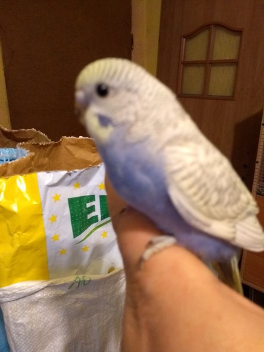 Sprzedam młode papużki faliste do oswojenia