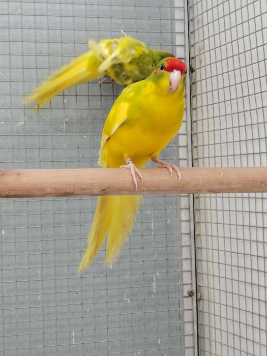 Kakarikis Verdes, Spangle