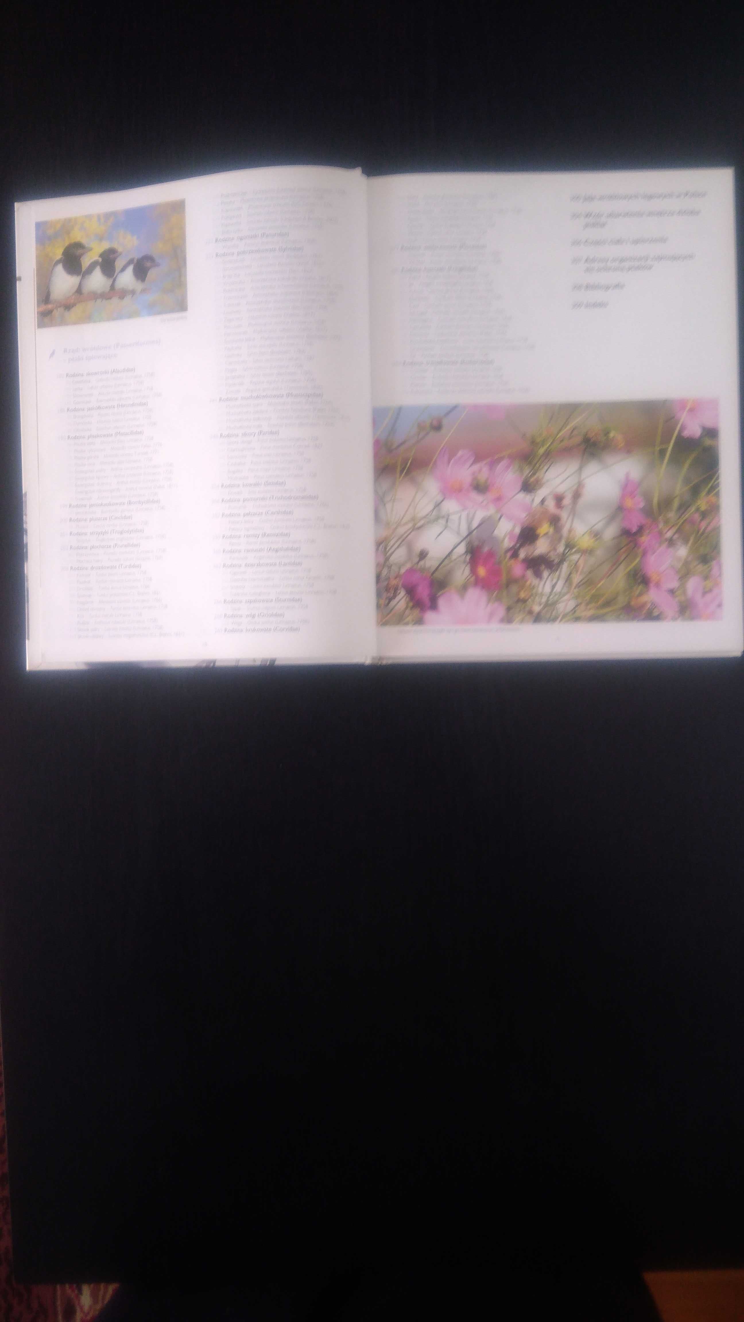 Ptaki Polski Encyklopedia ilustrowana.