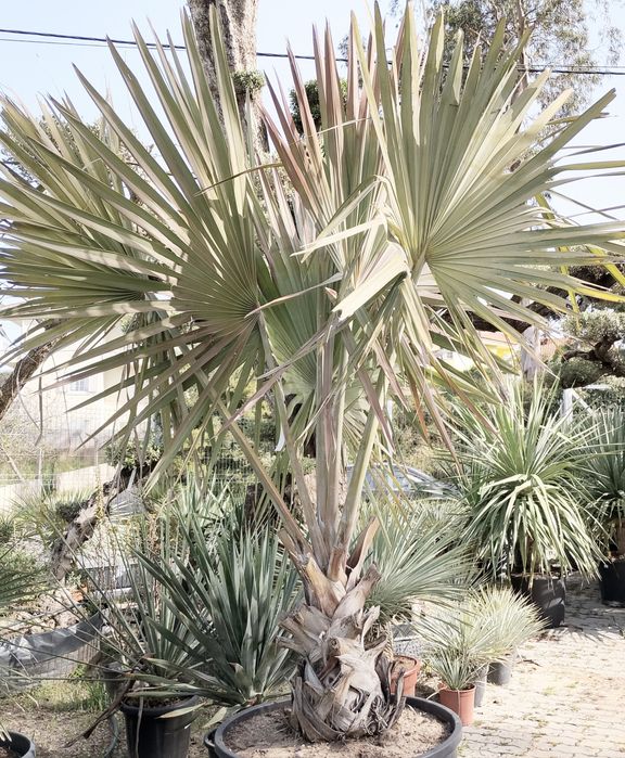 Estonteante palmeira azul, Bismarckia nobilis
