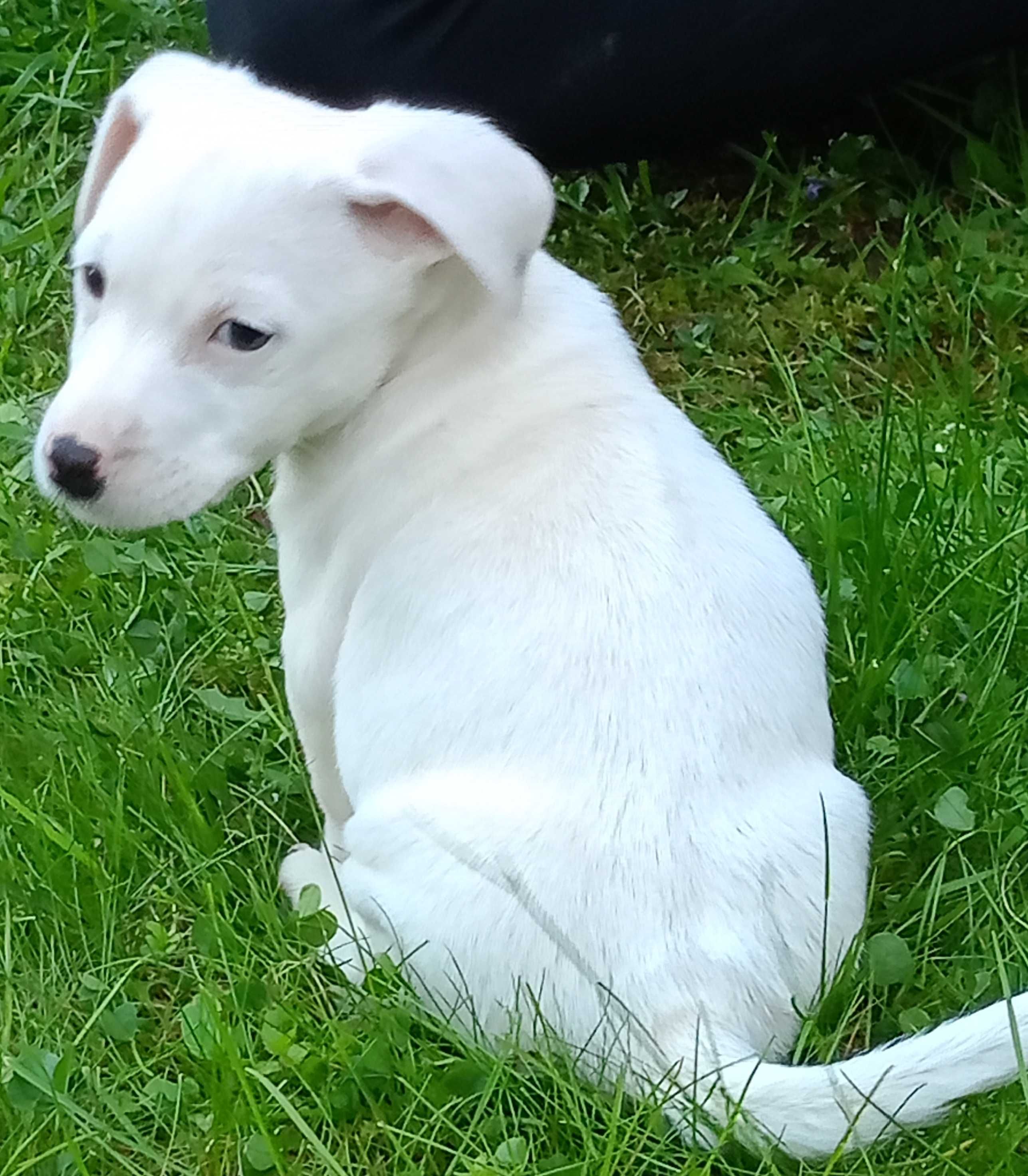 Jack Russell Terrier pieski