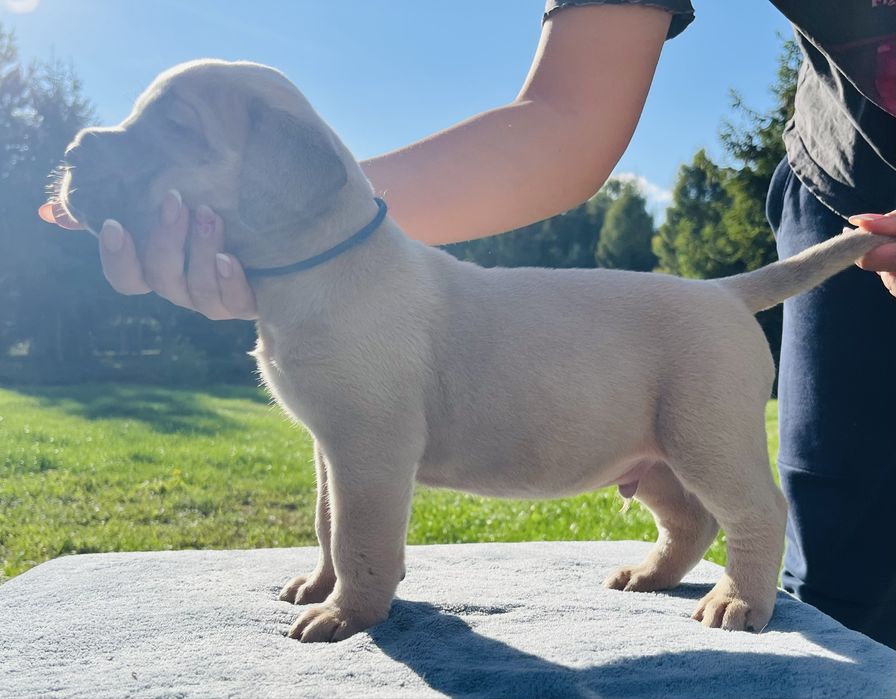Puma Nero Cane Corso szczenie FCI po GRAND CHAMPIONIE