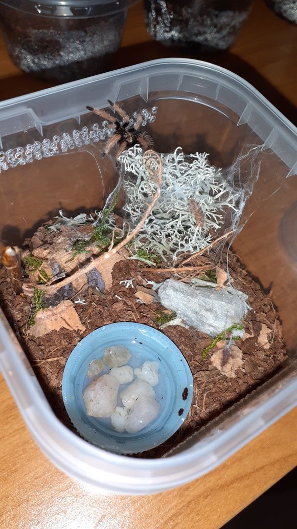 Chromatopelma cyaneopubescens l2 z gotowym pojemnikiem i karaczanami