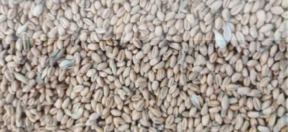 Sprzedam pszenica Kilimandżaro