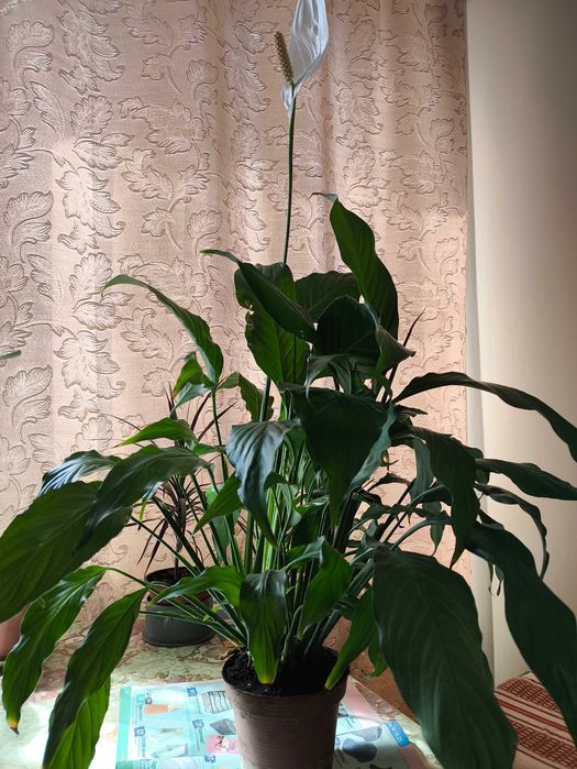 Квітка Спатіфіллюм