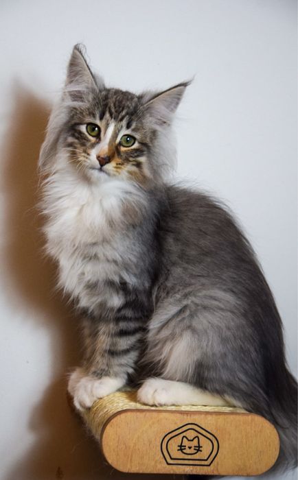 Kocur Norweski Lesny