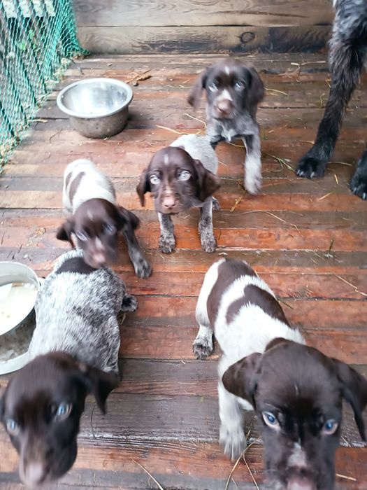 Пропоную до бронювання цуценят дратхар 5 хлопчиків, 4  дівчинки