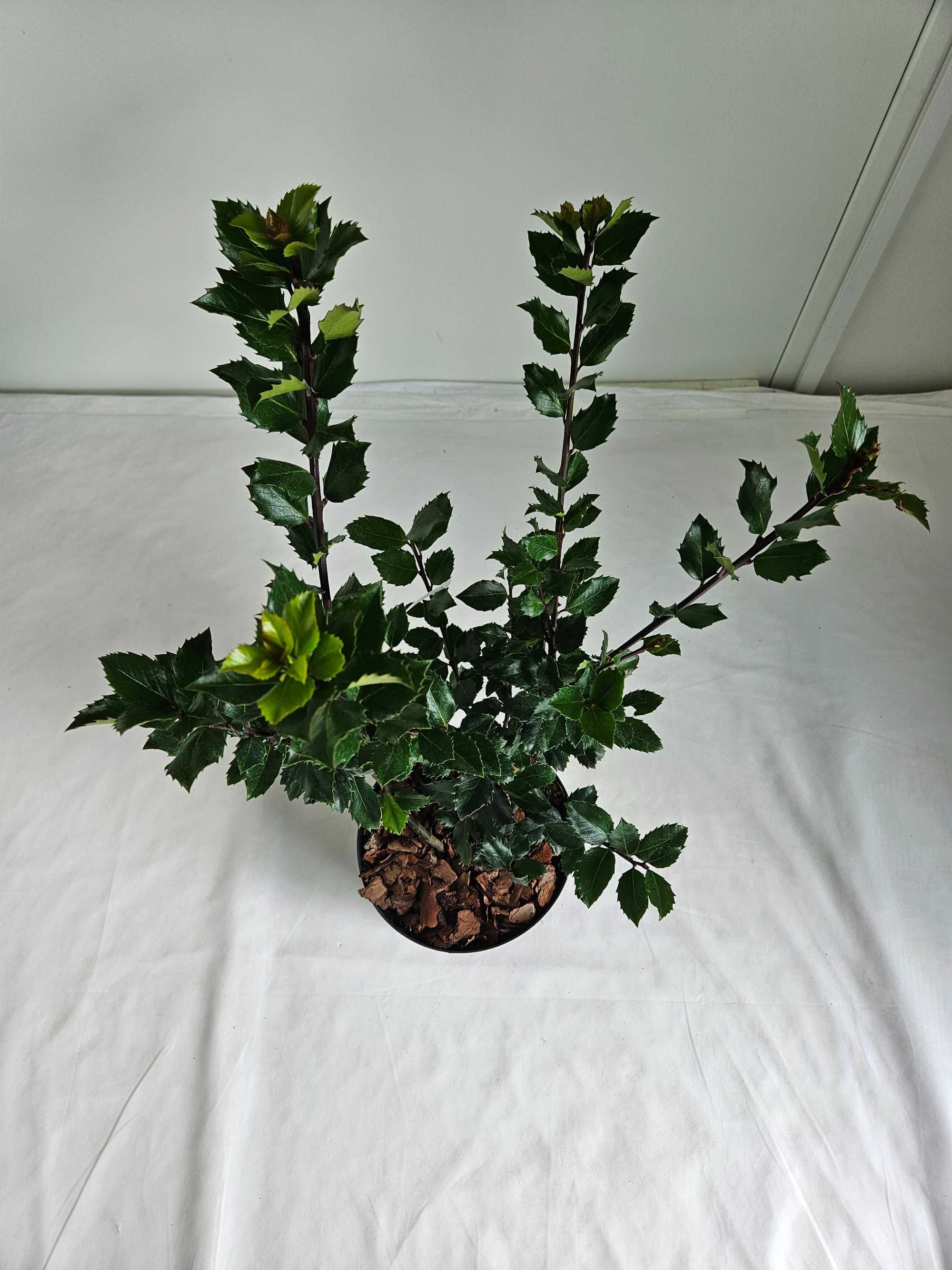 Ostrokrzew Meservy Blue Mini 70cm – zimozielony krzew ozdobny C5