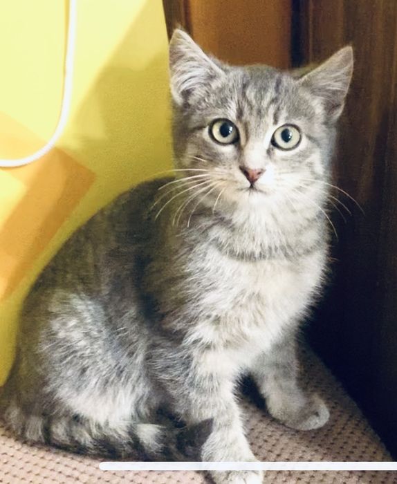 Кошечка голубая 3.5мес табби котенок котята тигрова кішечка кошеня